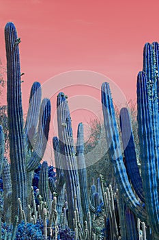 Surrealistic abstract blue cactus with red sky