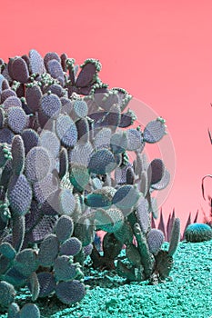 Surrealistic abstract cactus and succulent plants red sky