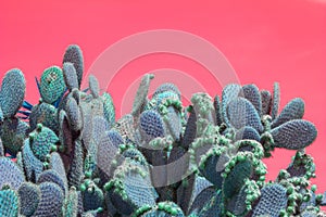 Surrealistic abstract cactus and succulent plants red sky