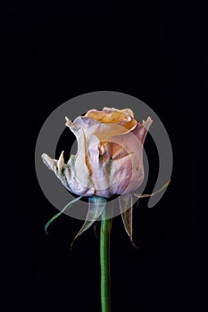 Surrealistic aged white yellow green rose blossom macro,black background, color fine art still life of a single isolated bloom