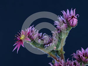Surrealistic fine art still life color macro image of a single isolated yellow red pink green sempervivum with blossom