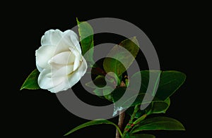 Surrealistic young white camellia blossom, green leaves,black background, seen from the side