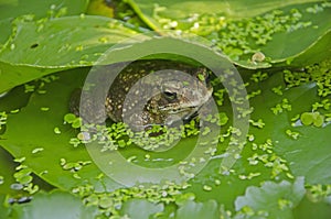 Surreptitious toad from enemies in water lily leaves