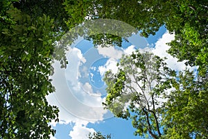 Surround tree on sky background