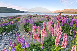 Surrounded by colorful lupines