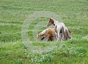 A Small Gathering of Horses