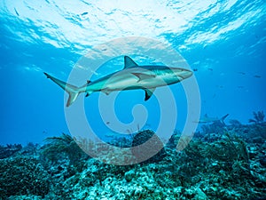 Surrounded by sharks at the Bahamas