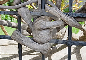 A surrounding vine plant grows around and between an iron fence