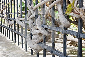 A surrounding vine plant grows around and between an iron fence