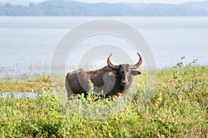 Surti water buffalo Bubalus bubalis standing in marshland, with watery background