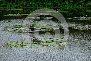 Survey a lotus field no.1 photo