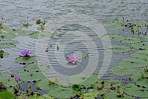 Survey a lotus field no.2 photo