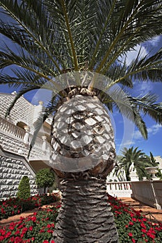 Survey marble ground with flowers and palm trees