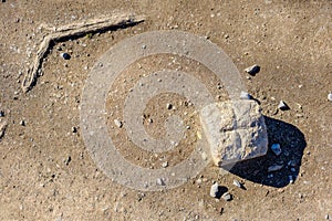Survey Marker In The Forest Ground