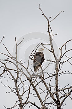 Surveying  the landscape    Bald eagle  cautiously  eyes the surroundings of the winter landscape