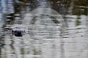 Surveying  the sceen Beaver wit its  head low down  in the water