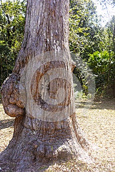 Surveyors marks on old gum tree