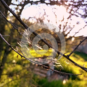 Survival of the fittest