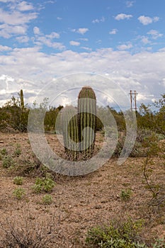 Survival of the Fittest with Competing Saguaros