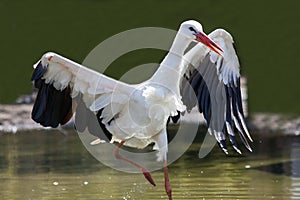 Survival of the fittest. Injured wild bird with damaged wing. White stork.