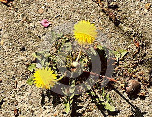 Survival of the fittest: a lonely dandelion