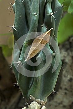 Survival- Pupa of butterfly- Migration