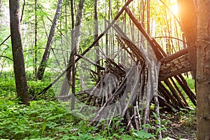 Survival shelter in the woods from tree branches. Cone or pyramid shape shelter