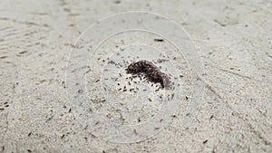 Survival of tiny red fireants nest along the sandy rural pathway.