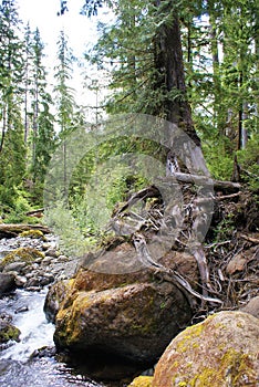 Survivalist conifer tree perches on boulder in low stream