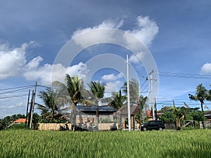 Rice paddy and house