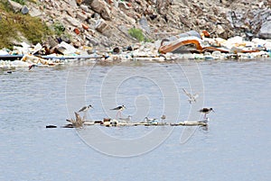 Survived birds looking for food after typhoon