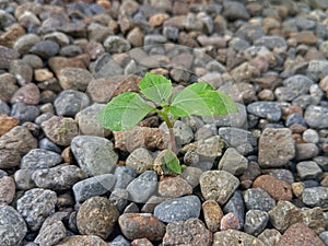 Surviving alone amidst the hard rocks, allows him to grow strongly. photo