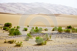 Surviving plants on the sand dunes of Liwa Oasis, United Arab Emirates photo