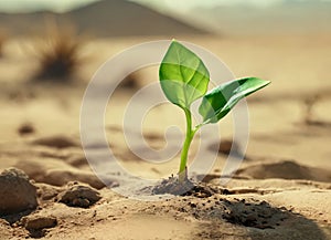 Surviving sprouted lonely sprout in a lifeless dry desert, Global warming crisis, water shortage