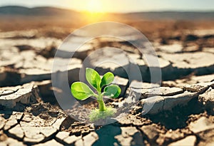 Surviving sprouted lonely sprout in a lifeless dry desert, Global warming crisis, water shortage