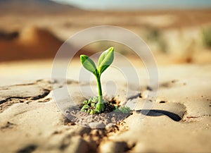 Surviving sprouted lonely sprout in a lifeless dry desert, Global warming crisis, water shortage