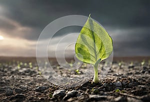 Surviving sprouted lonely sprout in a lifeless dry desert. Nature save concept