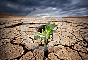 Surviving sprouted lonely sprout in a lifeless dry desert. Nature save theme