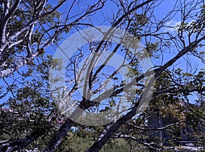 The surviving tree branches