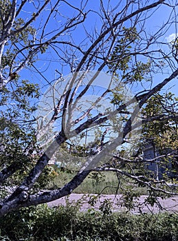 The surviving tree branches