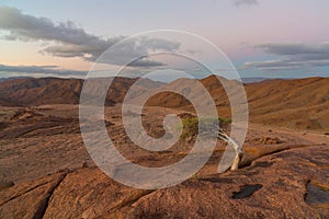 Surviving tree in harsh environment