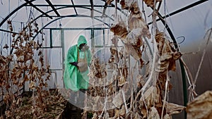 survivor man in gas mask checks withered cucumbers stems in hothouse