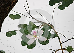 Survivor Orchid Tree bloom fallen in canal