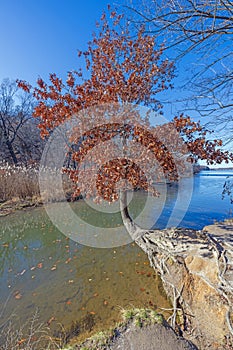 Survivor Tree in Autumn Colors