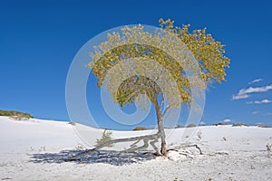 Survivor Tree in the White Sands