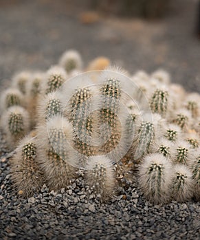 Survivors of the Desert: A Tribute to the Strength and Adaptability of Cacti