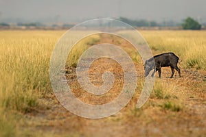 Sus scrofa cristatus or Indian boar or Andamanese or Moupin pig or wild boar in scenic landscape or grassland of Blackbuck