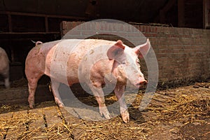 Sus scrofa domesticus