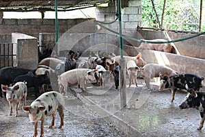 Sus scrofa domesticus Pig farm