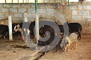 Sus scrofa domesticus Pig farm pork